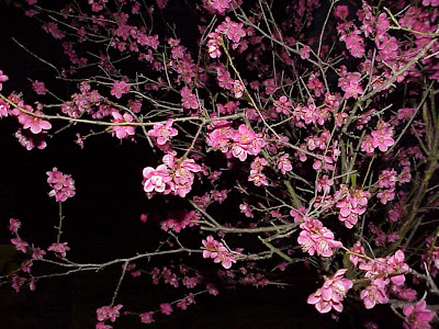 Damasqueiro-da-China Damasqueiro-da-China