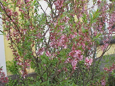 Dwarf Russian almond Dwarf Russian almond
