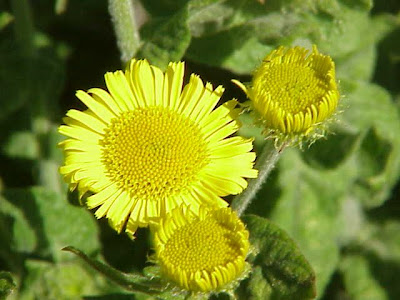 Incensaria comune