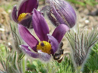 Pulsatilla montana (Hoppe) Rchb.