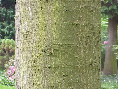 Quercus ambigua