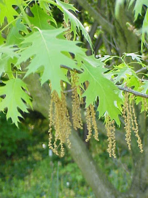Quercus coccinea,
scarlet oak