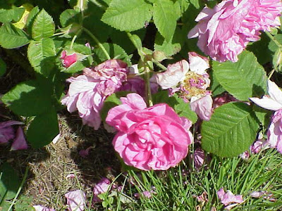 Hungarian rose Hungarian rose