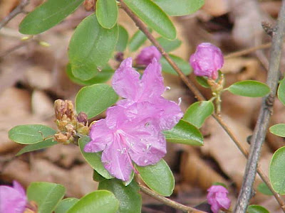 Chinese Alpenrose Chinese Alpenrose