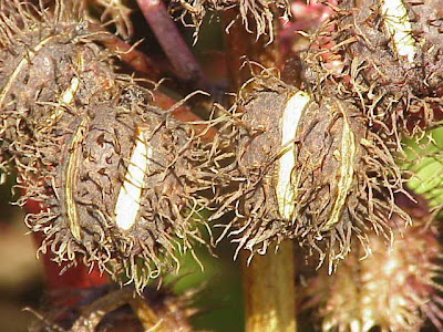 Ricinus communis L.