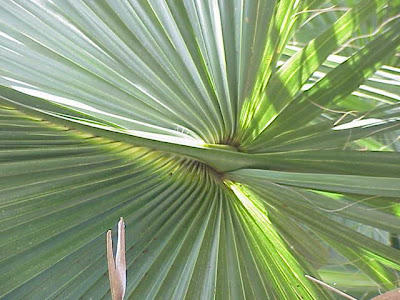 Sabal gretheriae