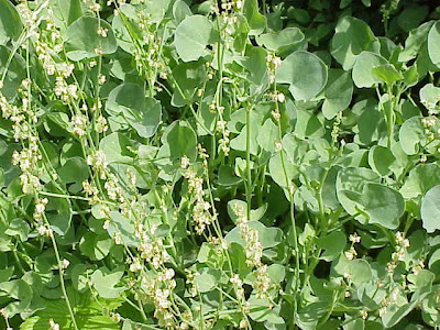 French sorrel