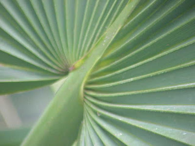 Sabal minor,
bluestem palmetto,
bush palmetto,
dwarf palmetto,
latanier,
little bluestem,
scrub palmetto