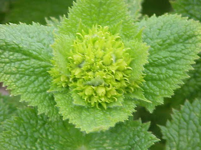 Yellow Figwort Yellow Figwort