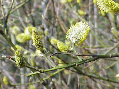 Goat willow Goat willow