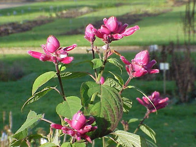 Sage