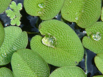 Eared watermoss