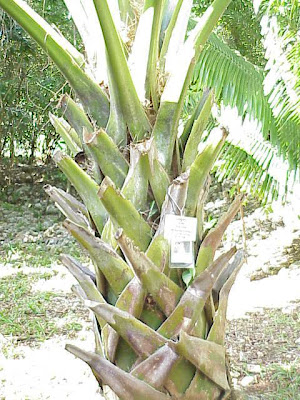 Sabal yapa