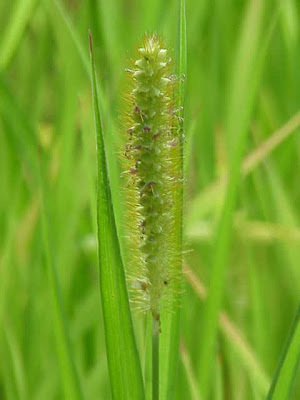 Pigeon grass
