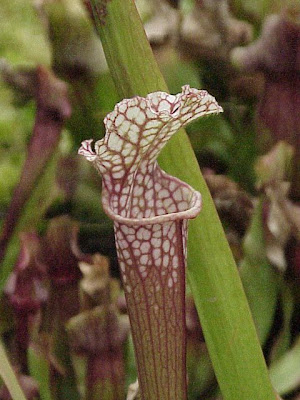 Crimson pitcherplant Crimson pitcherplant