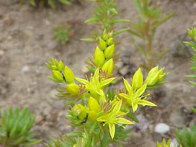 Wormleaf stonecrop