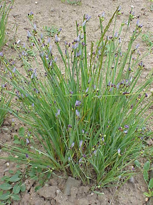 Strict blue-eyed-grass Strict blue-eyed-grass
