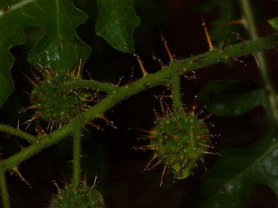 Dense-thorn bitter-apple Dense-thorn bitter-apple