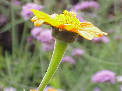 Clavel de muerto Clavel de muerto