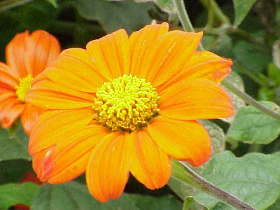 Clavel de muerto Clavel de muerto