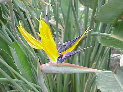 Oiseau du paradis