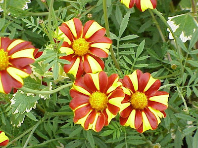 French marigold