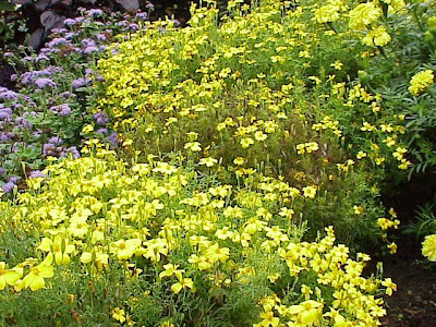 Tagetes tenuifolia,
,
signet marigold,
slender-leaf marigold,
striped Mexican marigold