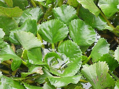Caltrop