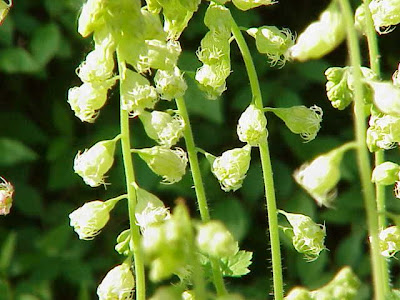 Bigflower tellima Bigflower tellima