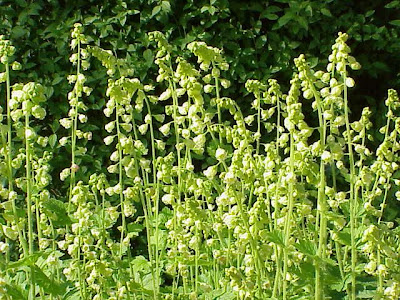 Bigflower tellima Bigflower tellima