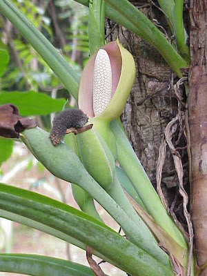 African evergreen African evergreen