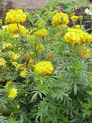 Tagetes x erecta