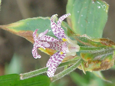 Japanese Toad Lily