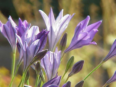 Common triteleia Common triteleia