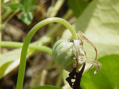 Capuchina Capuchina