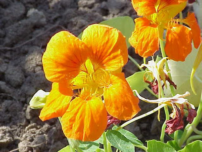 Capuchina Capuchina