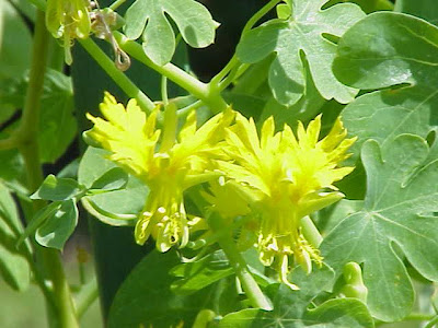 Capucine des canaris Capucine des canaris