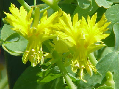 Capucine des canaris Capucine des canaris