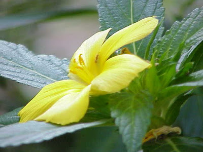 Sage-rose