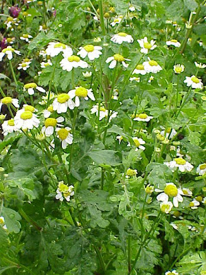 Erba-amara vera