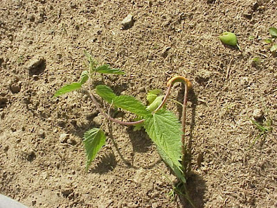 California nettle California nettle