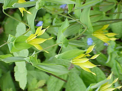 Wild Oats Wild Oats