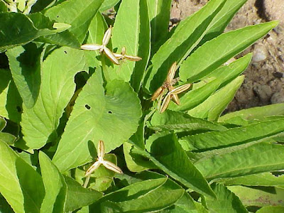 Banded violet Banded violet