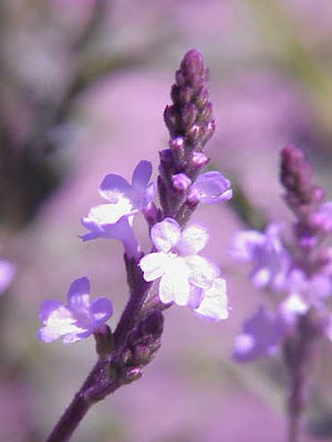 Brazilian vervain Brazilian vervain