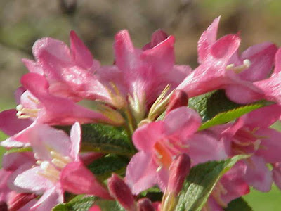 Weigela florida,
oldfashioned weigela,
Weigelia