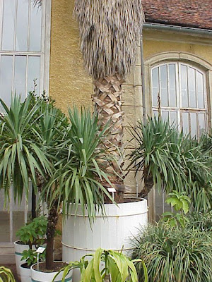 Washingtonia colorada