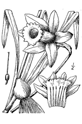 Narcissus pseudonarcissus,
buttercup,
common daffodil,
daffodil,
lent-lily,
narciso,
Narciso trombone,
Tenby daffodil,
trumpet narcissus,
wild daffodil