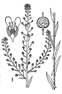 Finkensame