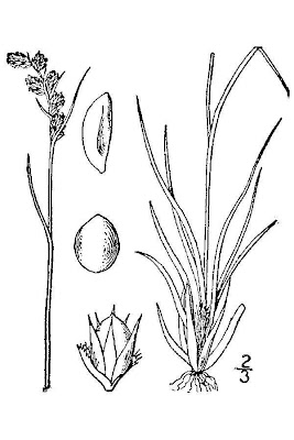 Erba lucciola pendula