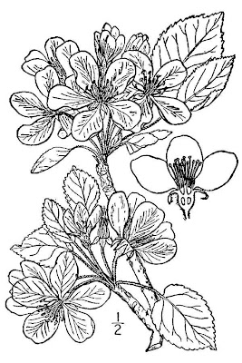 Crab apple Crab apple